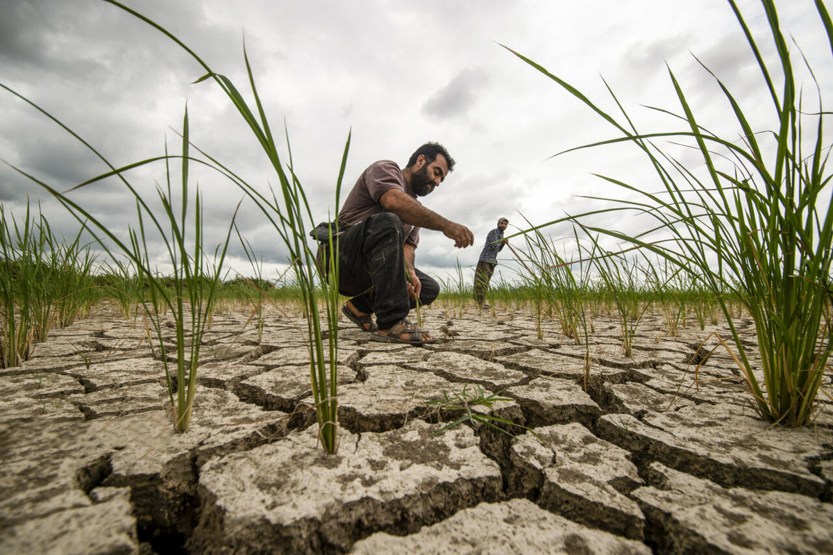 خشکسالی، کاهش تولید داخلی و حذف ارز ترجیحی